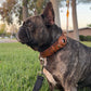 Premium Airtag Dog Collar